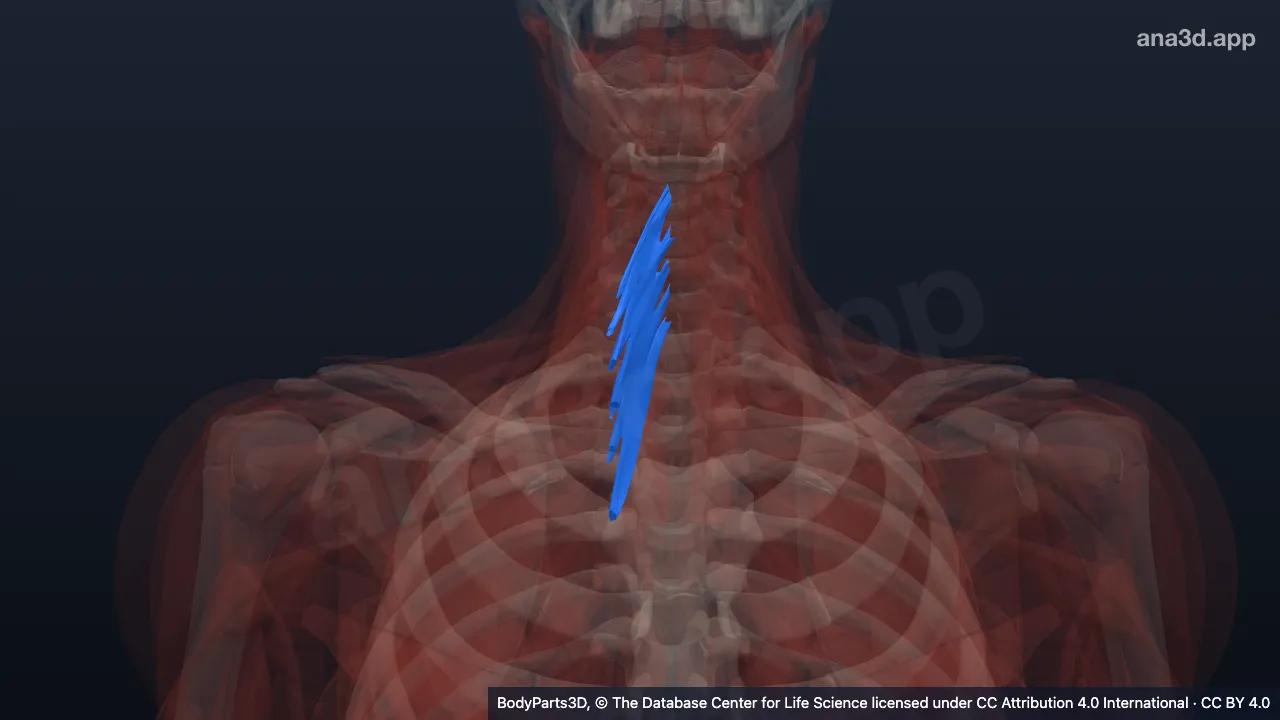 3D-Modell: Rechter Musculus semispinalis cervicis