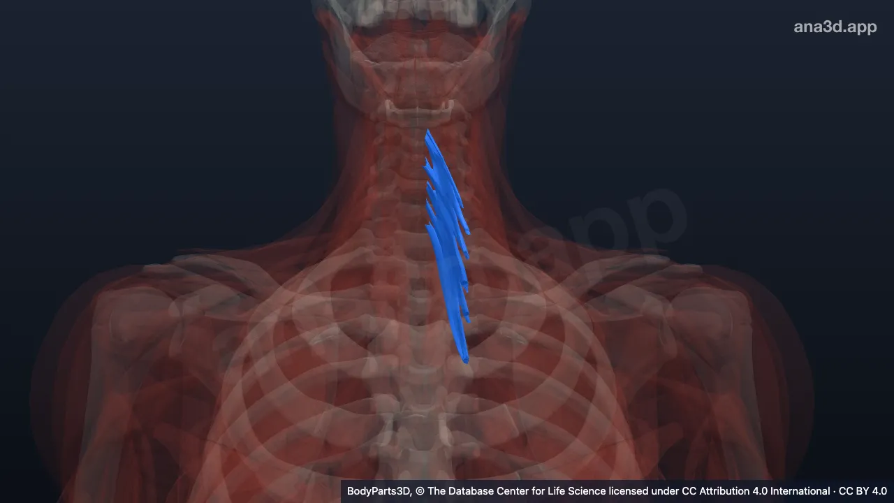 3D-Modell: Linker Musculus semispinalis cervicis