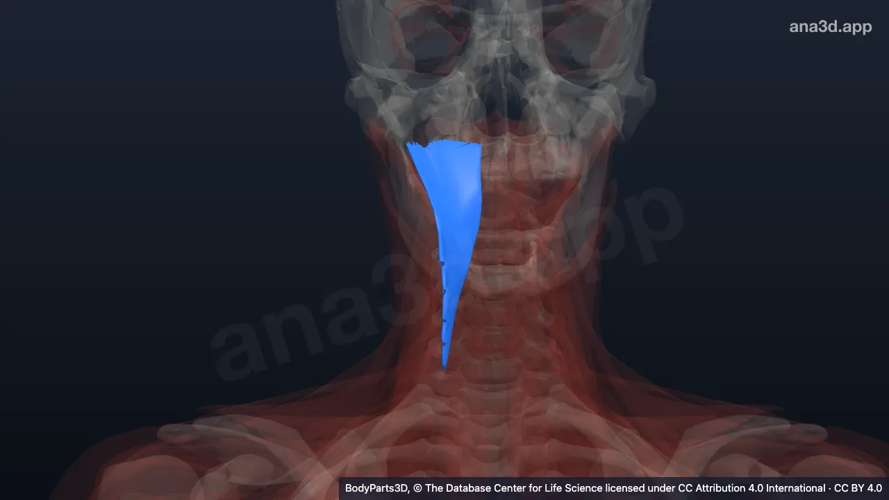 Model 3D: Otot semispinalis kapitis kanan