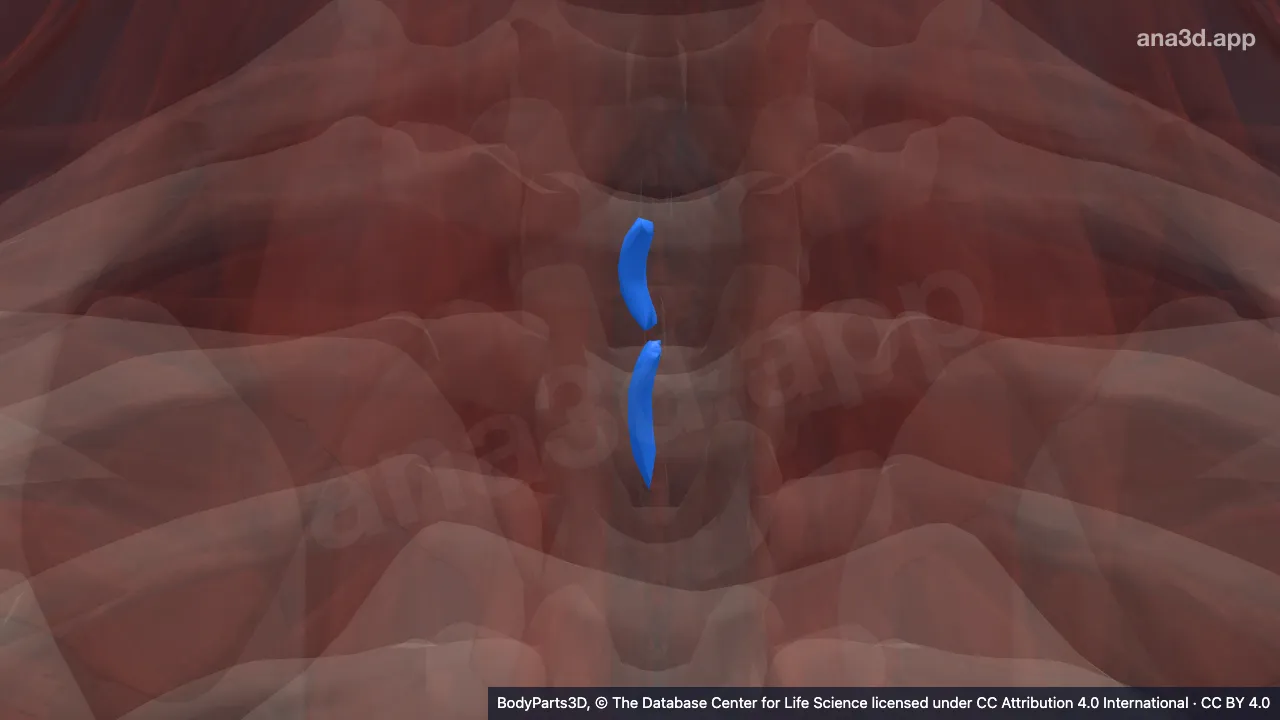 Model 3D: Otot interspinalis torasis kanan