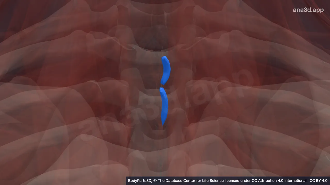 3D model: left interspinalis thoracis