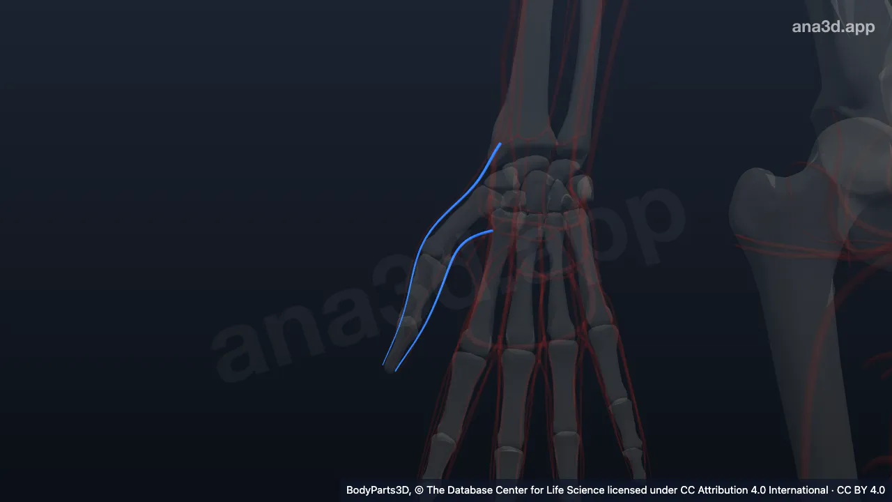 3D model: right arteria princeps pollicis