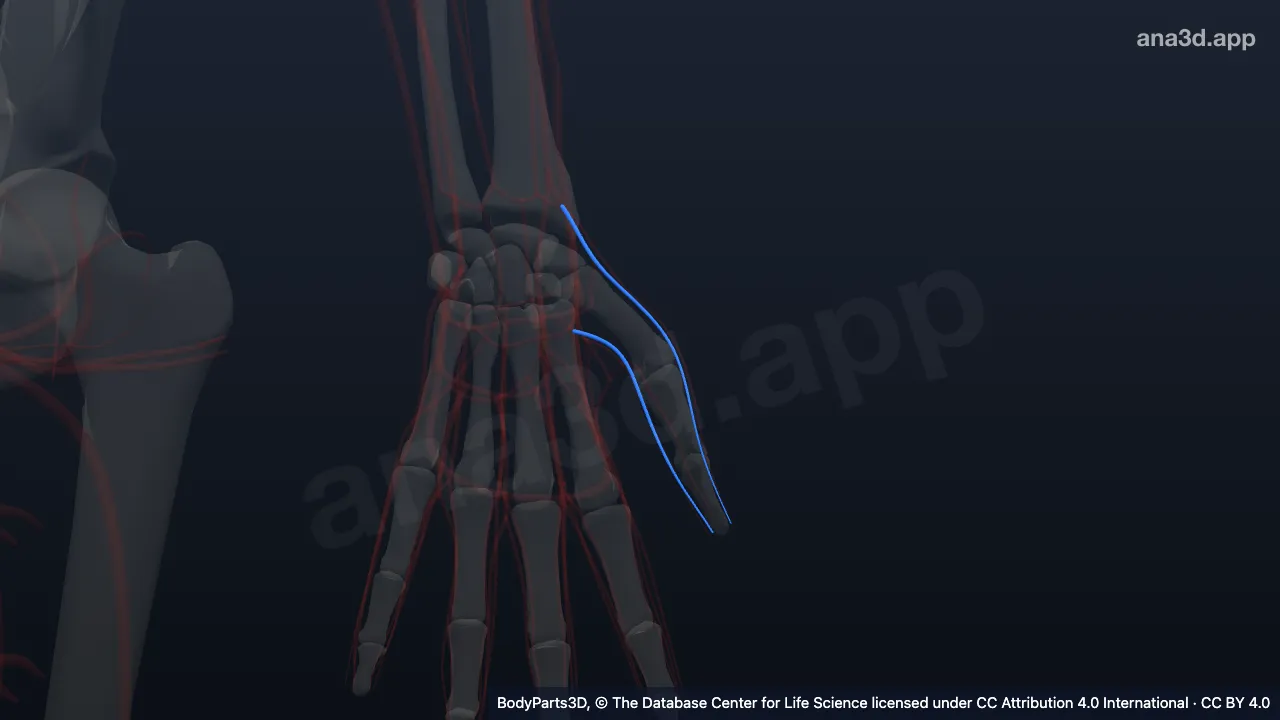 3D model: left arteria princeps pollicis