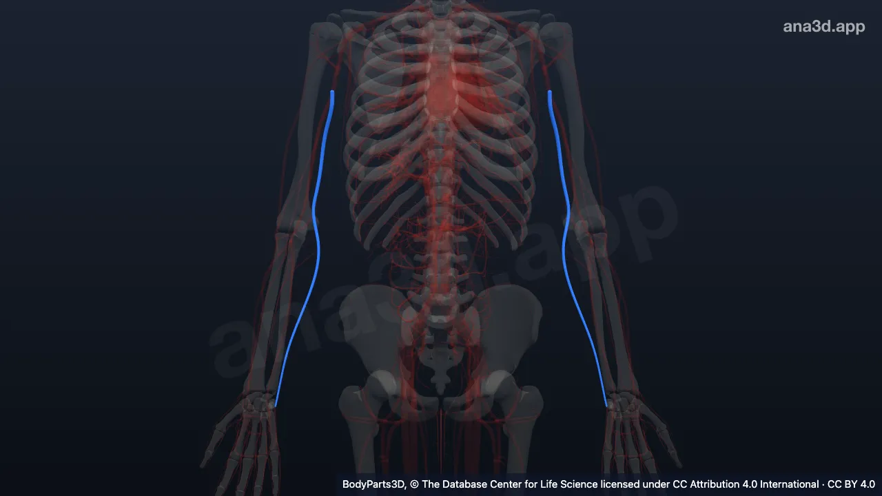 3D model: basilic vein