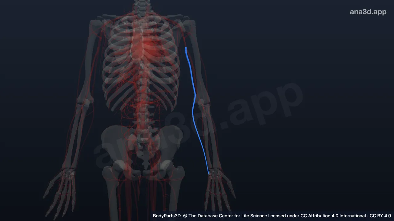 3D model: left basilic vein