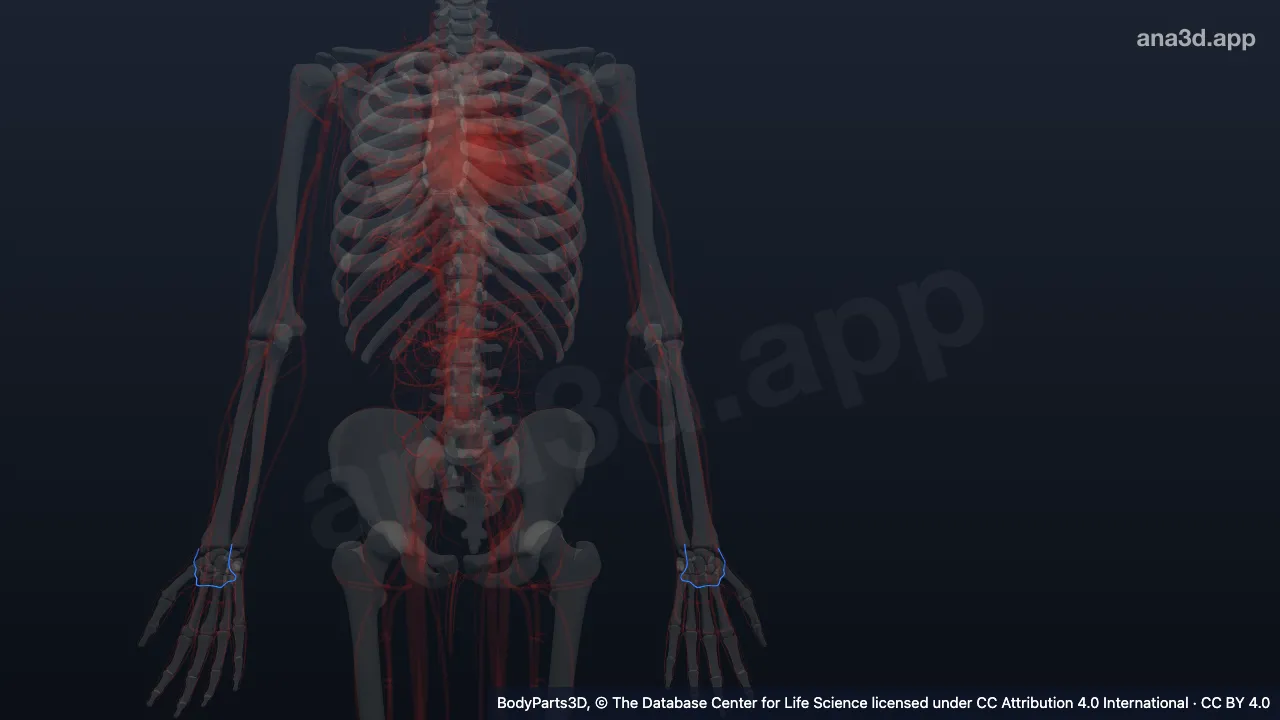 3D model: deep palmar venous arch