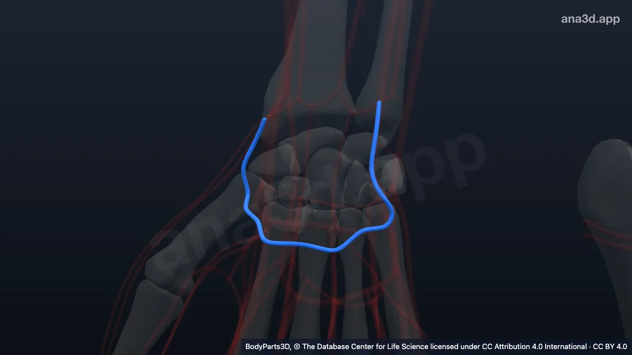 3D model: right deep palmar venous arch