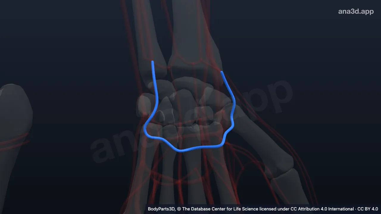 3D model: left deep palmar venous arch