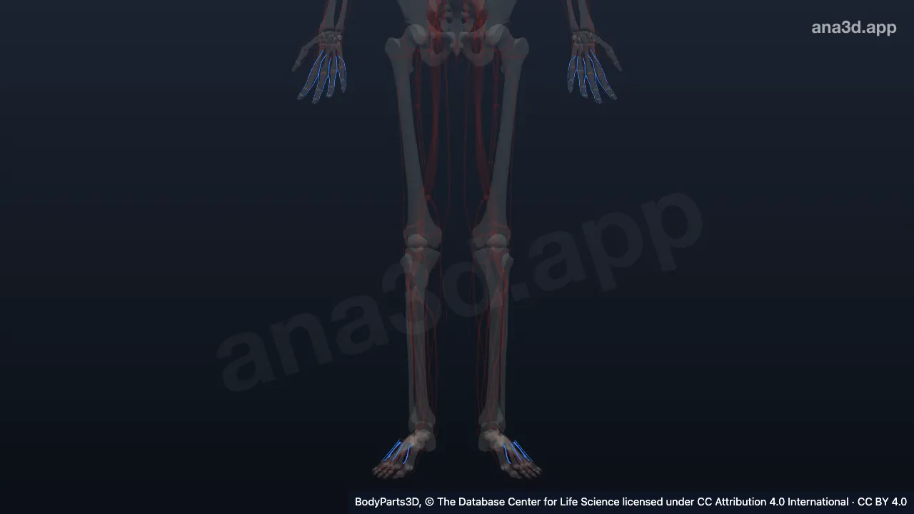3D model: tributary of venous anastomosis