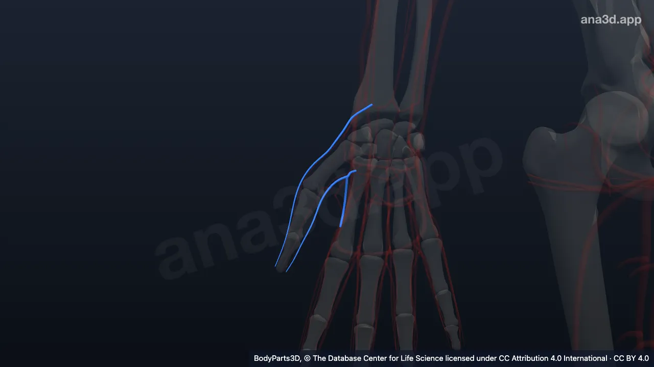 3D-Modell: Rechte Vena metacarpalis palmaris