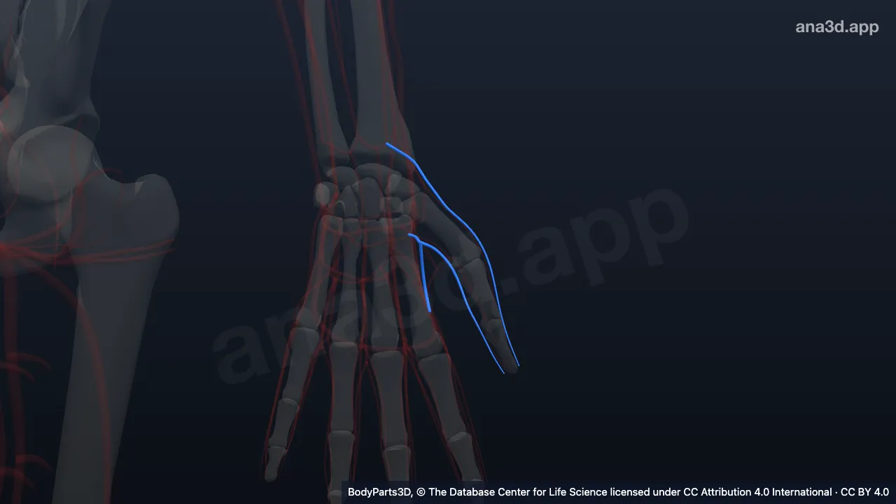 3D model: left palmar metacarpal vein