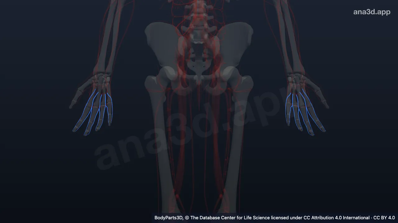 3D model: tributary of superficial palmar venous arch