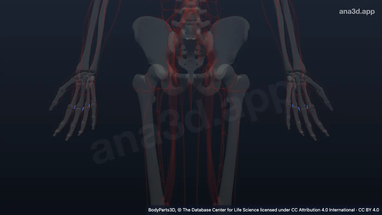 3D model: common palmar digital vein
