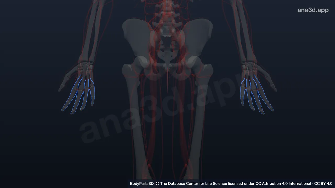 3D model: tributary of common palmar digital vein