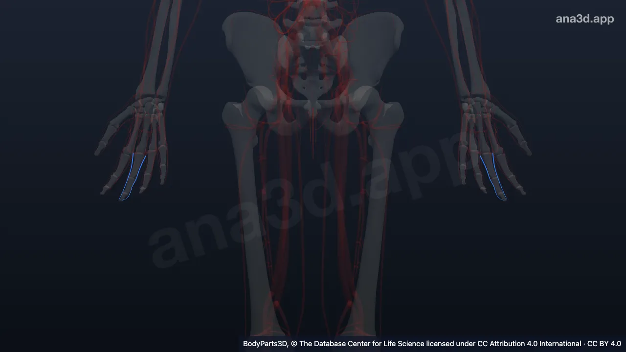 3D model: proper palmar digital vein of middle finger
