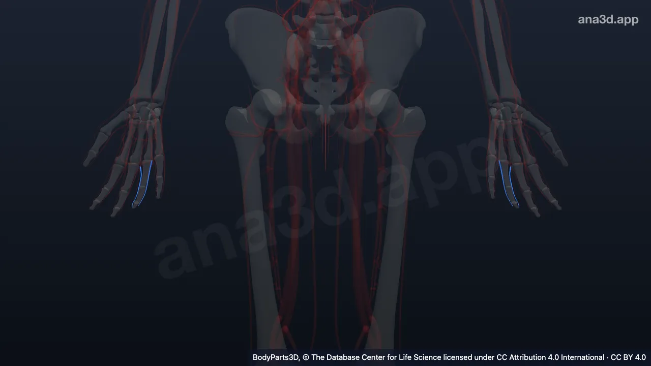 3D model: proper palmar digital vein of ring finger