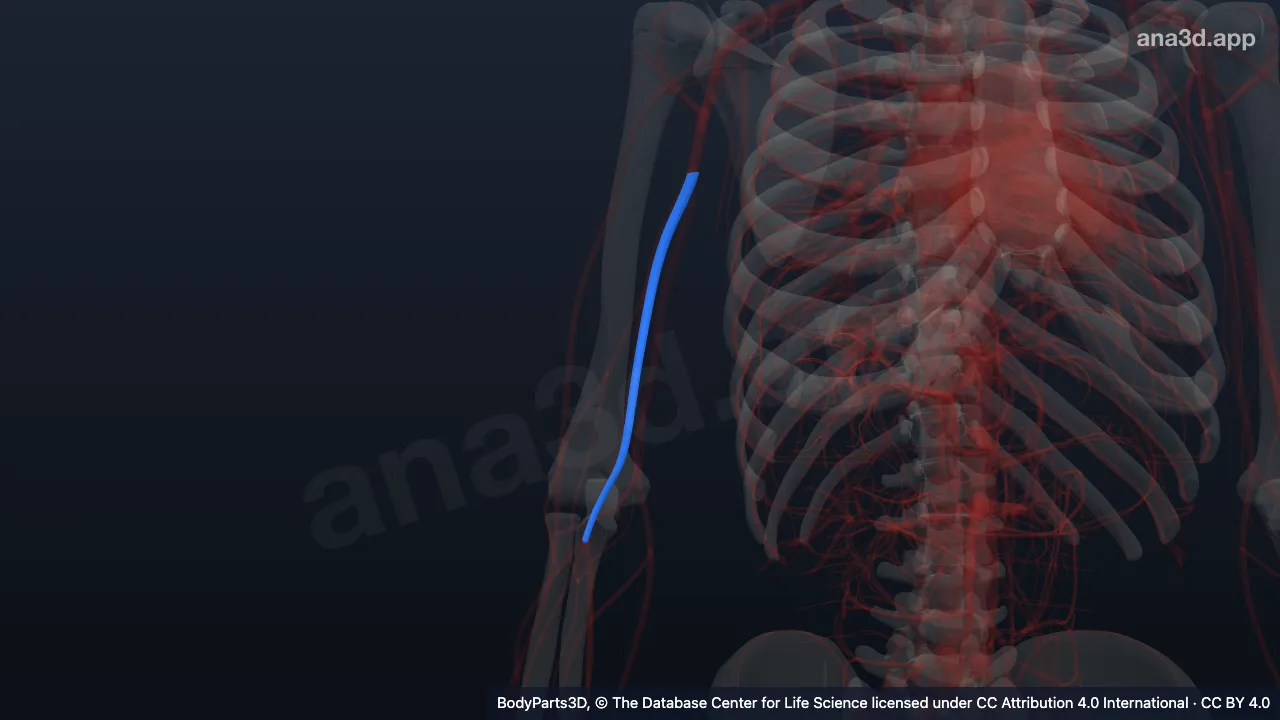 3D model: right medial brachial vein
