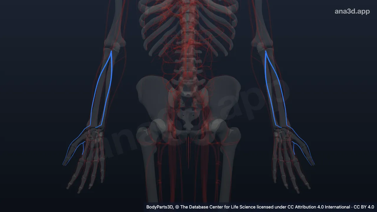 Modelo 3D: Tributária da veia braquial