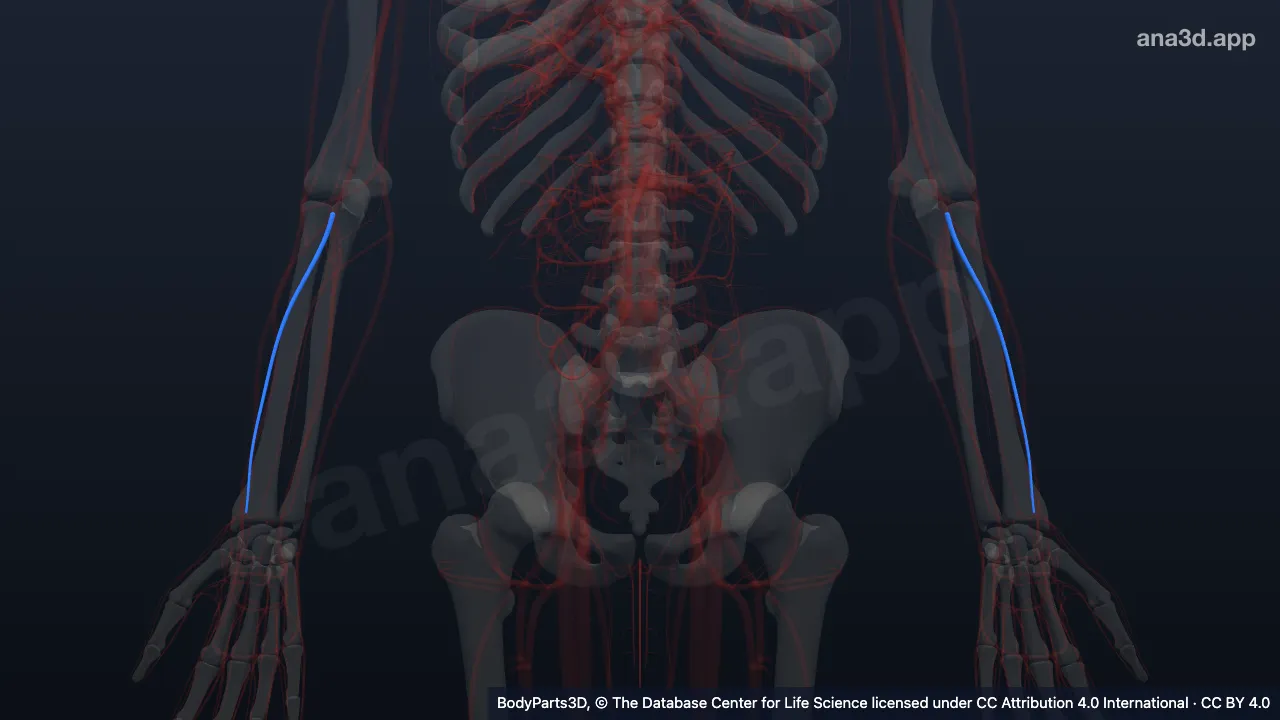 3D model: radial vein