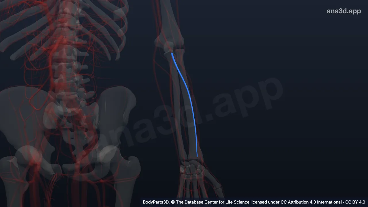 3D model: left radial vein