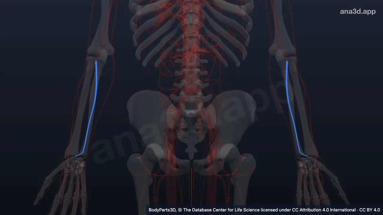 Modelo 3D: Veia ulnar