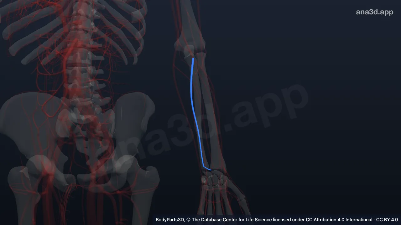 Modelo 3D: Veia ulnar esquerda