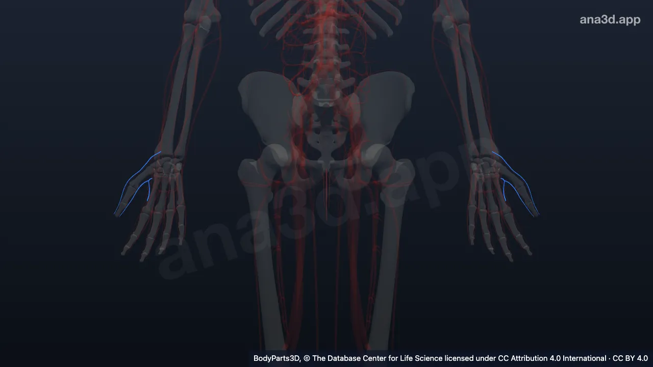 3D model: tributary of radial vein