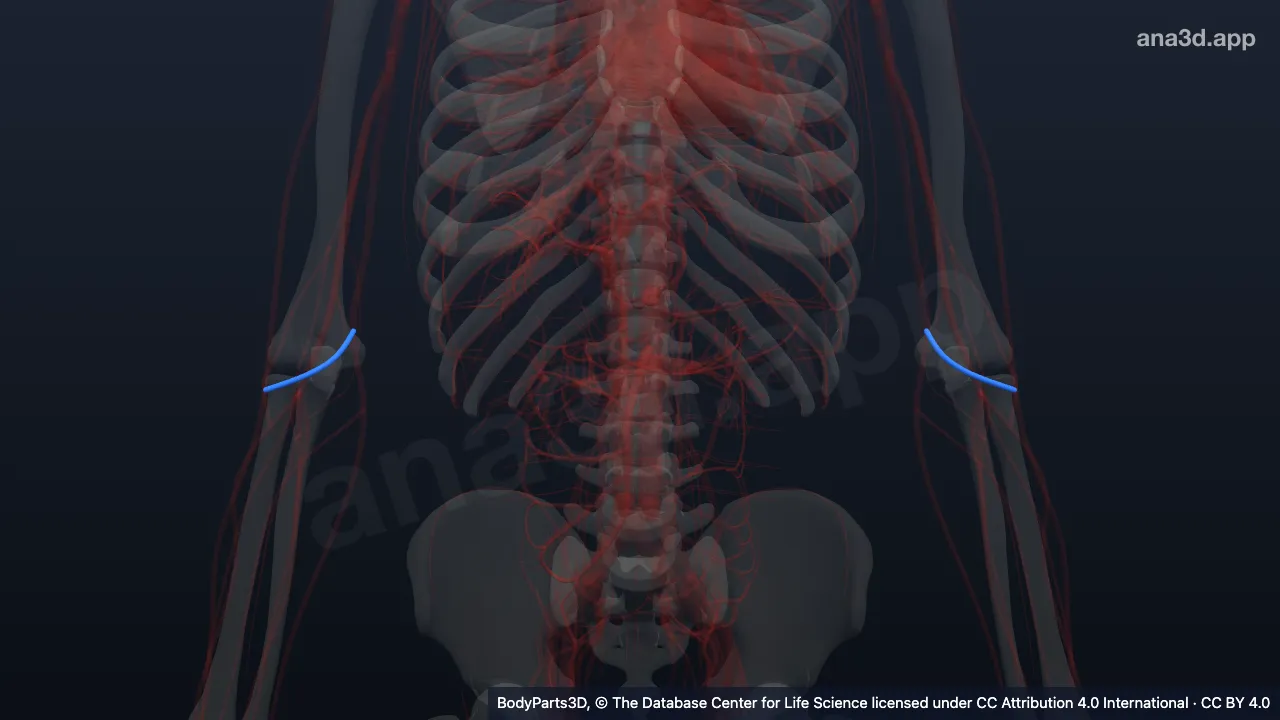 3D-Modell: Vena mediana cubiti