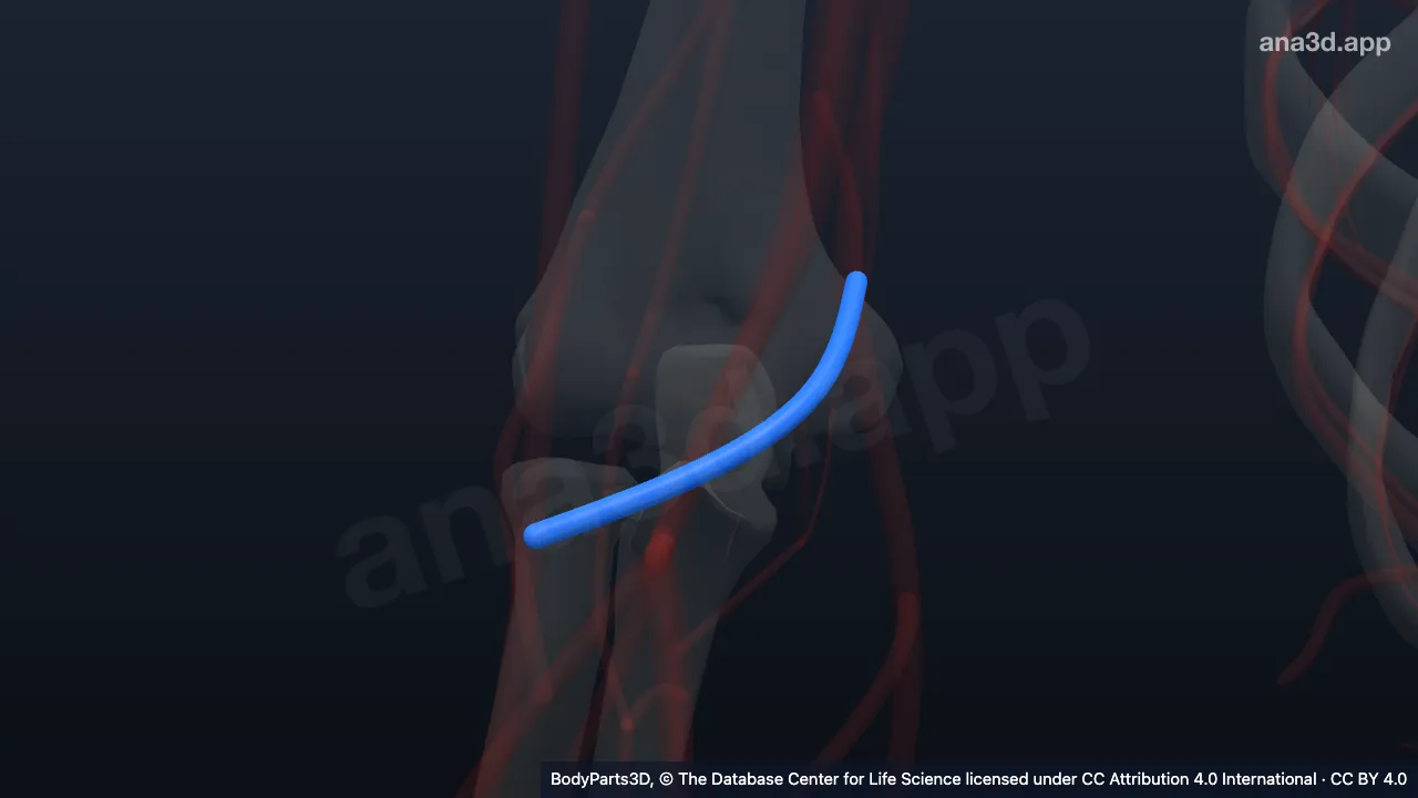 Modèle 3D : Veine médiane du coude droite