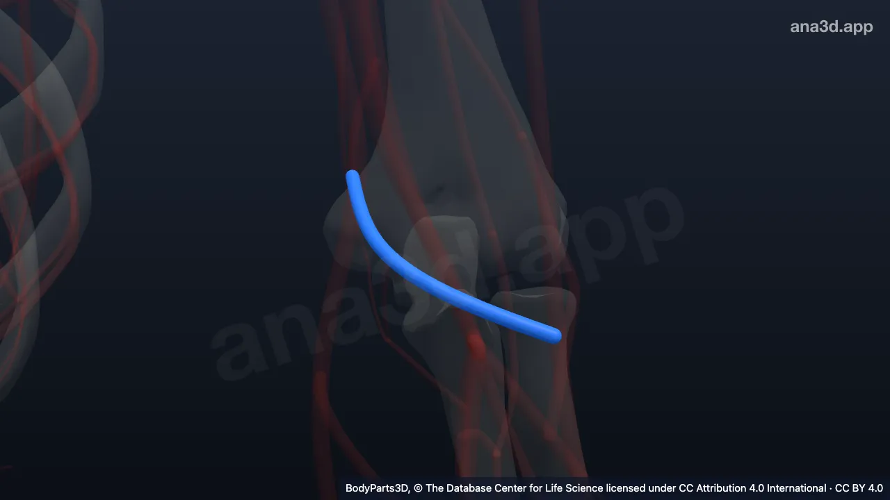3D model: left median cubital vein