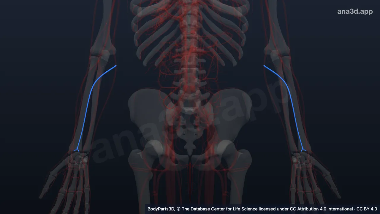 3D-Modell: Vena mediana antebrachii
