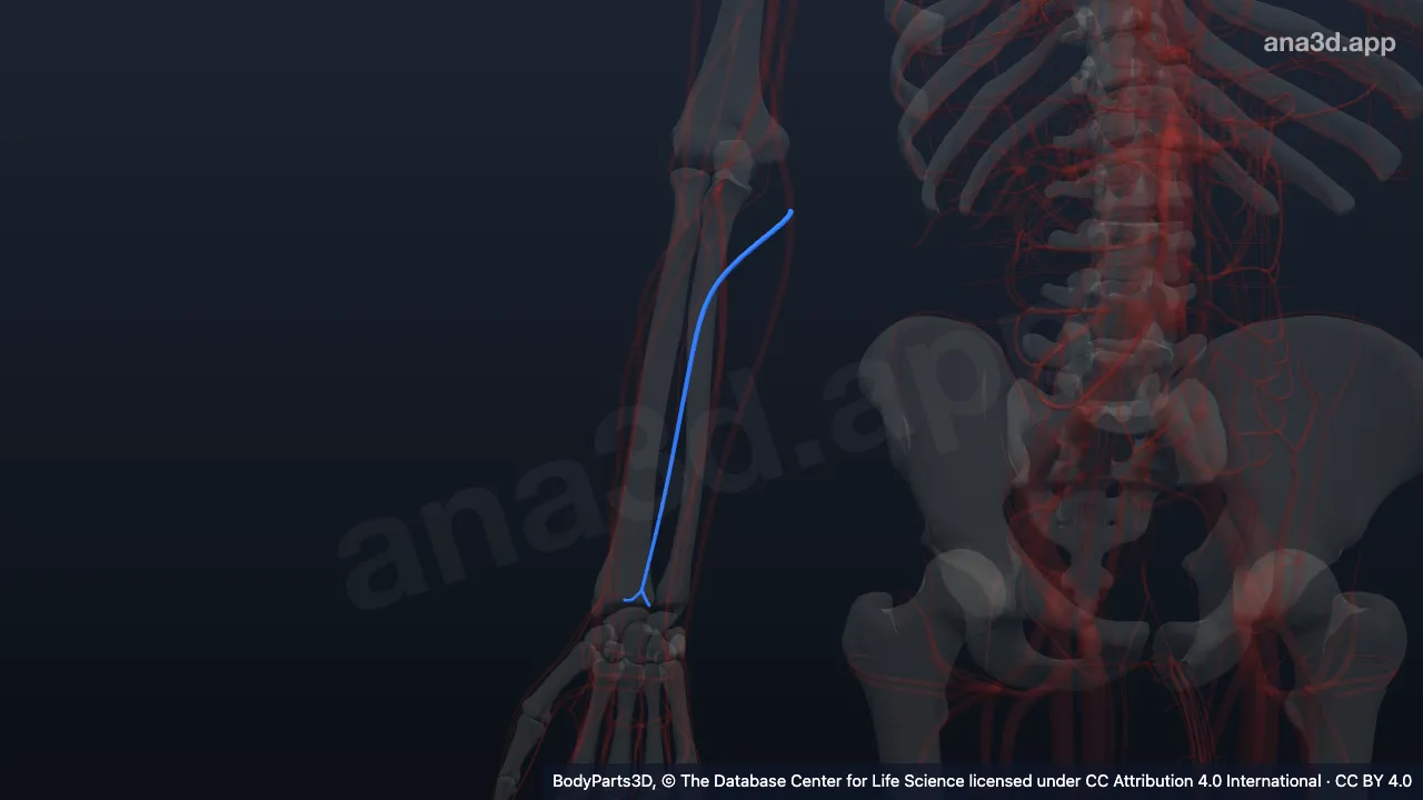 3D model: right median antebrachial vein