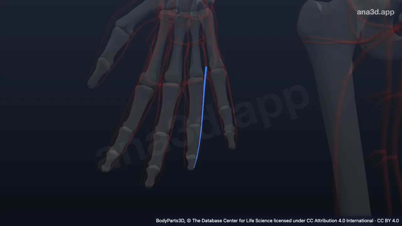 Model 3D: Arteri digitalis palmaris propria medialis jari manis