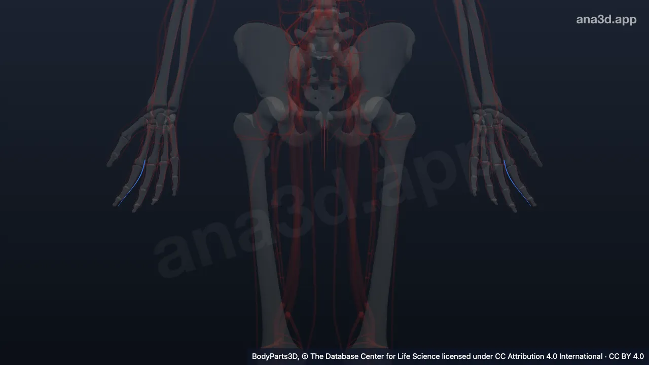 Modelo 3D: Arteria digital palmar propia medial del segundo dedo de la mano