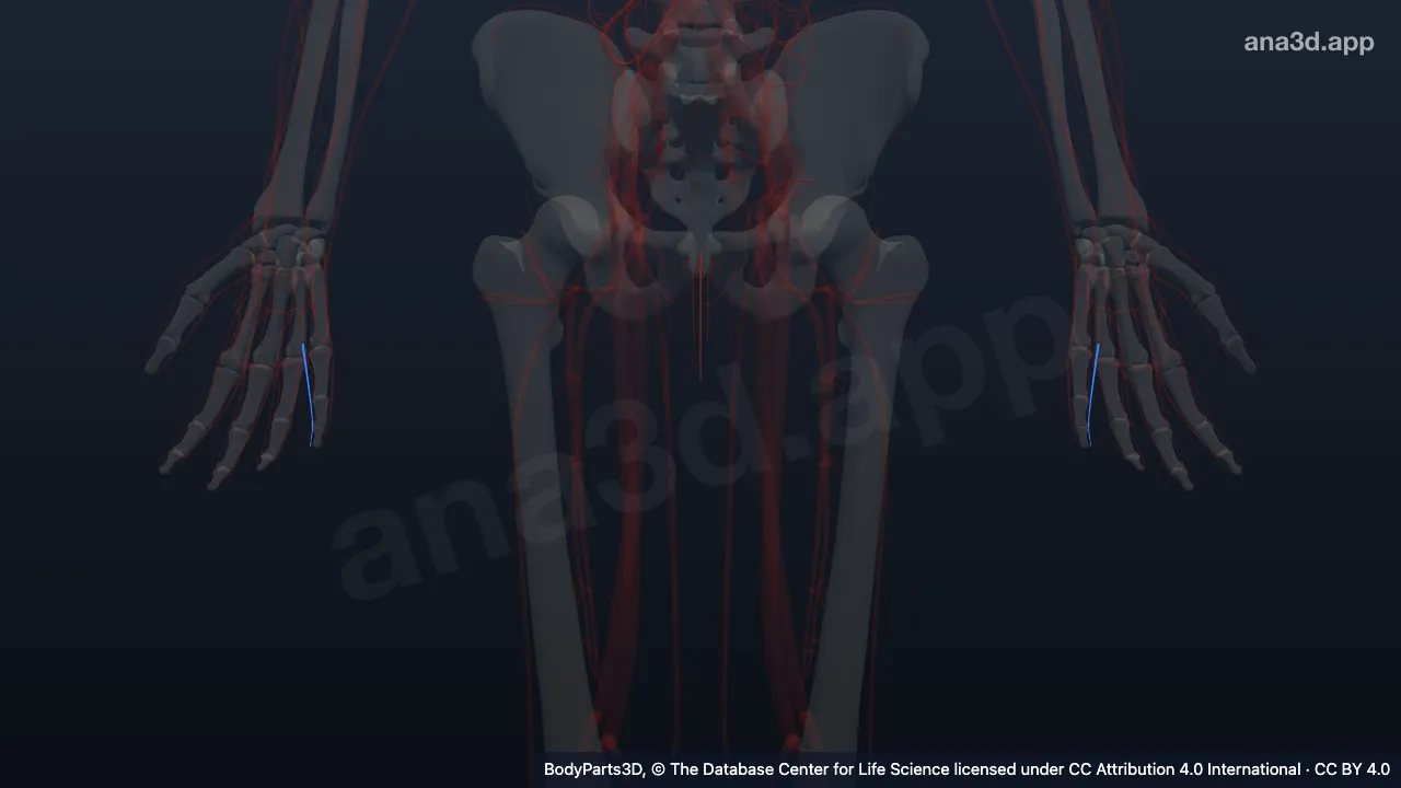 Model 3D: Arteri digitalis palmaris propria lateralis jari kelingking
