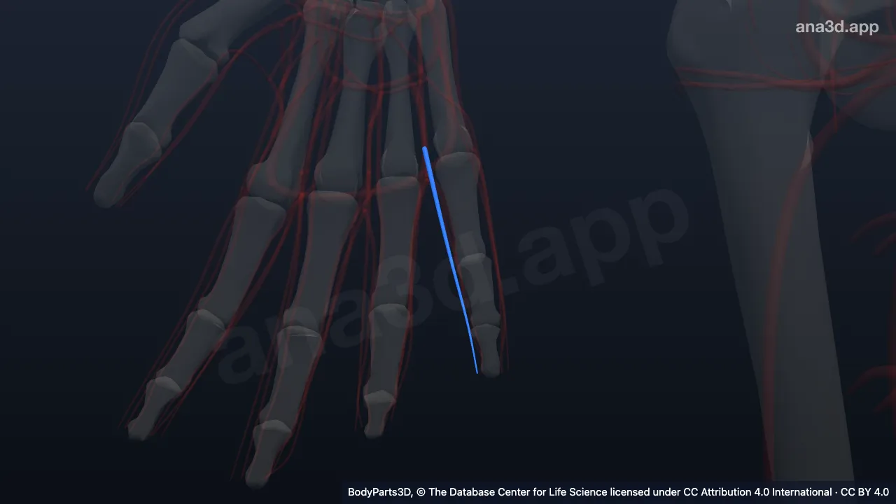 Model 3D: Arteri digitalis palmaris propria lateralis jari kelingking kanan
