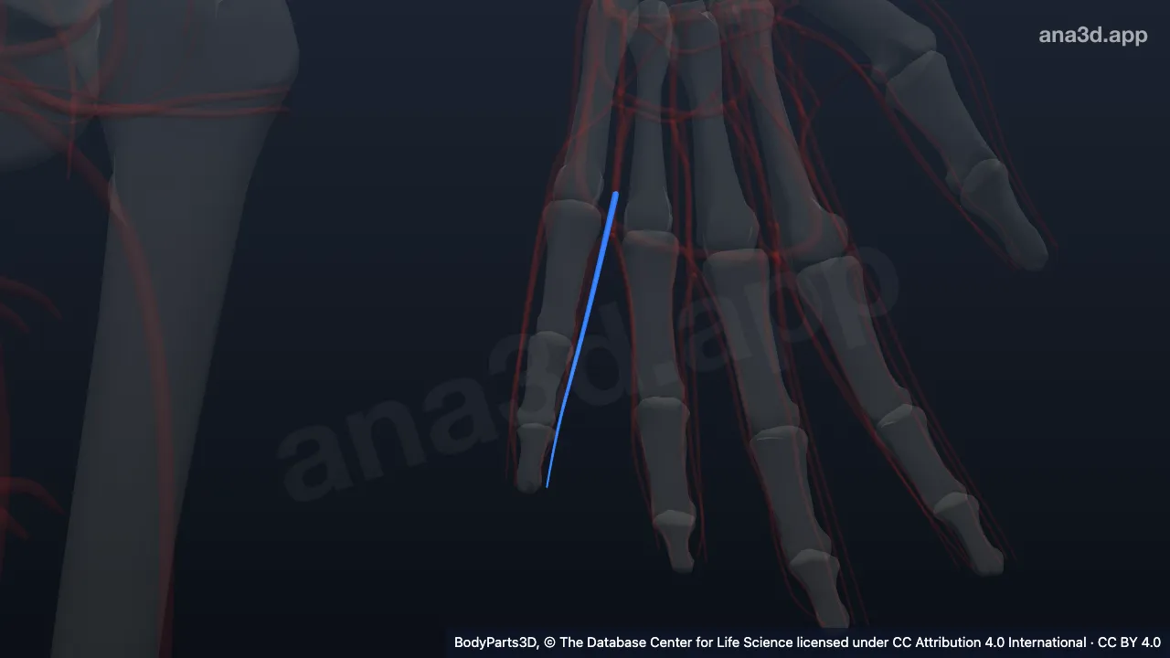 Model 3D: Arteri digitalis palmaris propria lateralis jari kelingking kiri