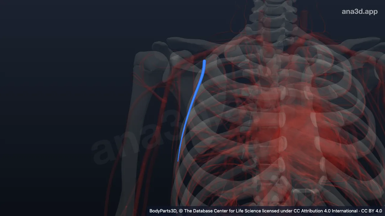 Modelo 3D: Rama pectoral de la arteria toracoacromial derecha