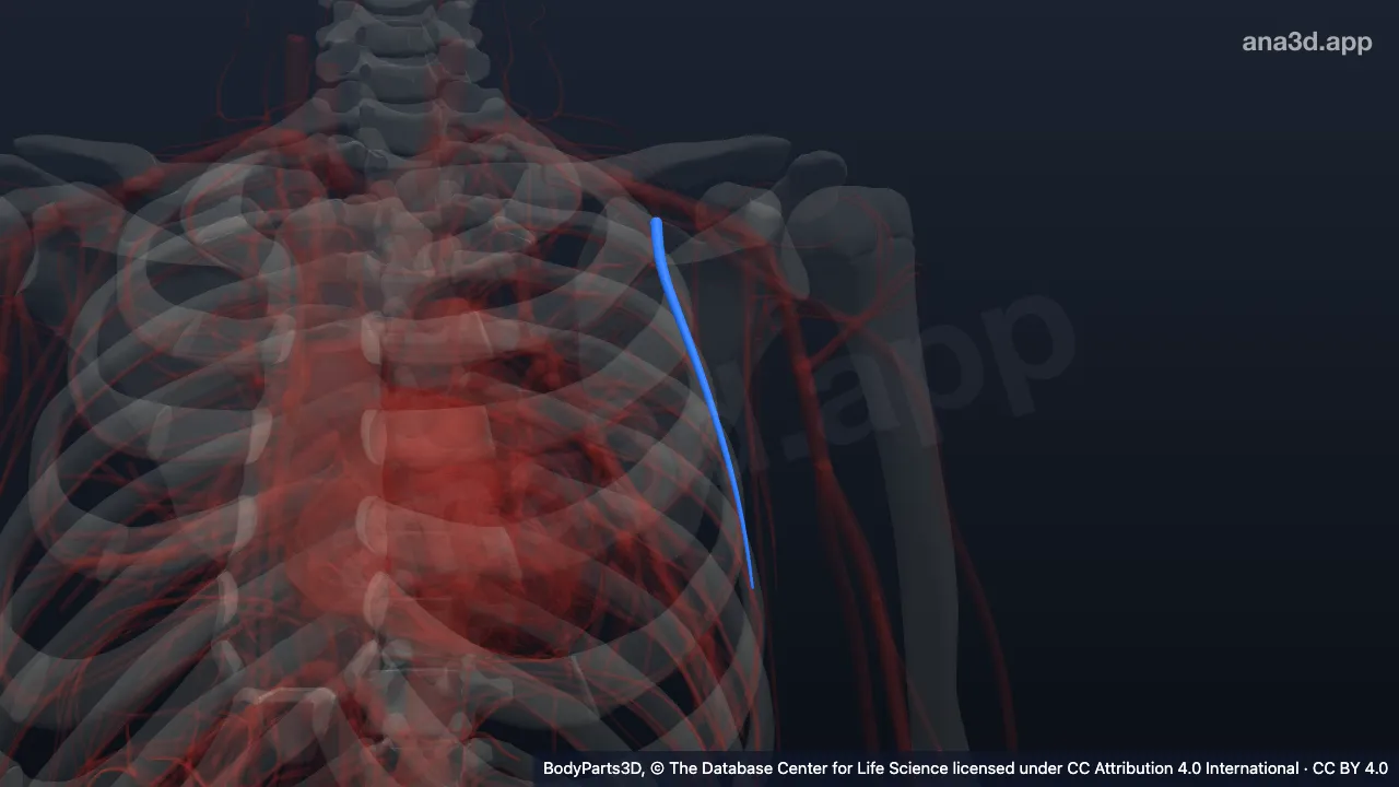 Modelo 3D: Rama pectoral de la arteria toracoacromial izquierda