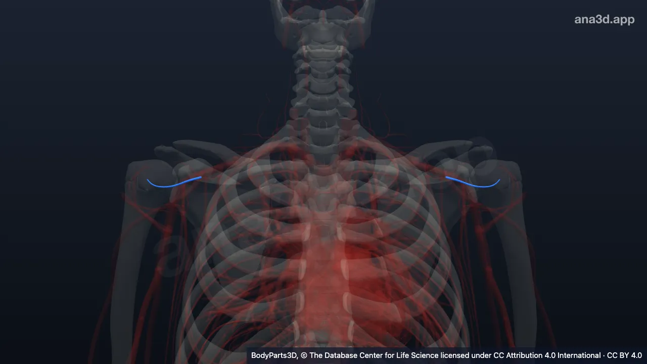 3D model: deltoid branch of thoraco-acromial artery