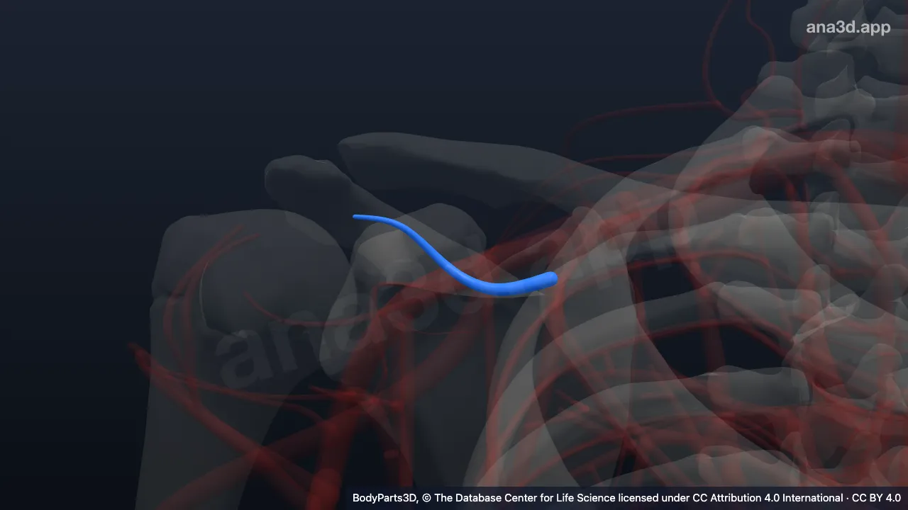 3D model: acromial branch of right thoraco-acromial artery