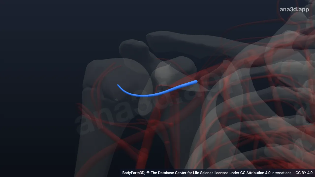Model 3D: Cabang deltoideus arteri torakoakromialis kanan
