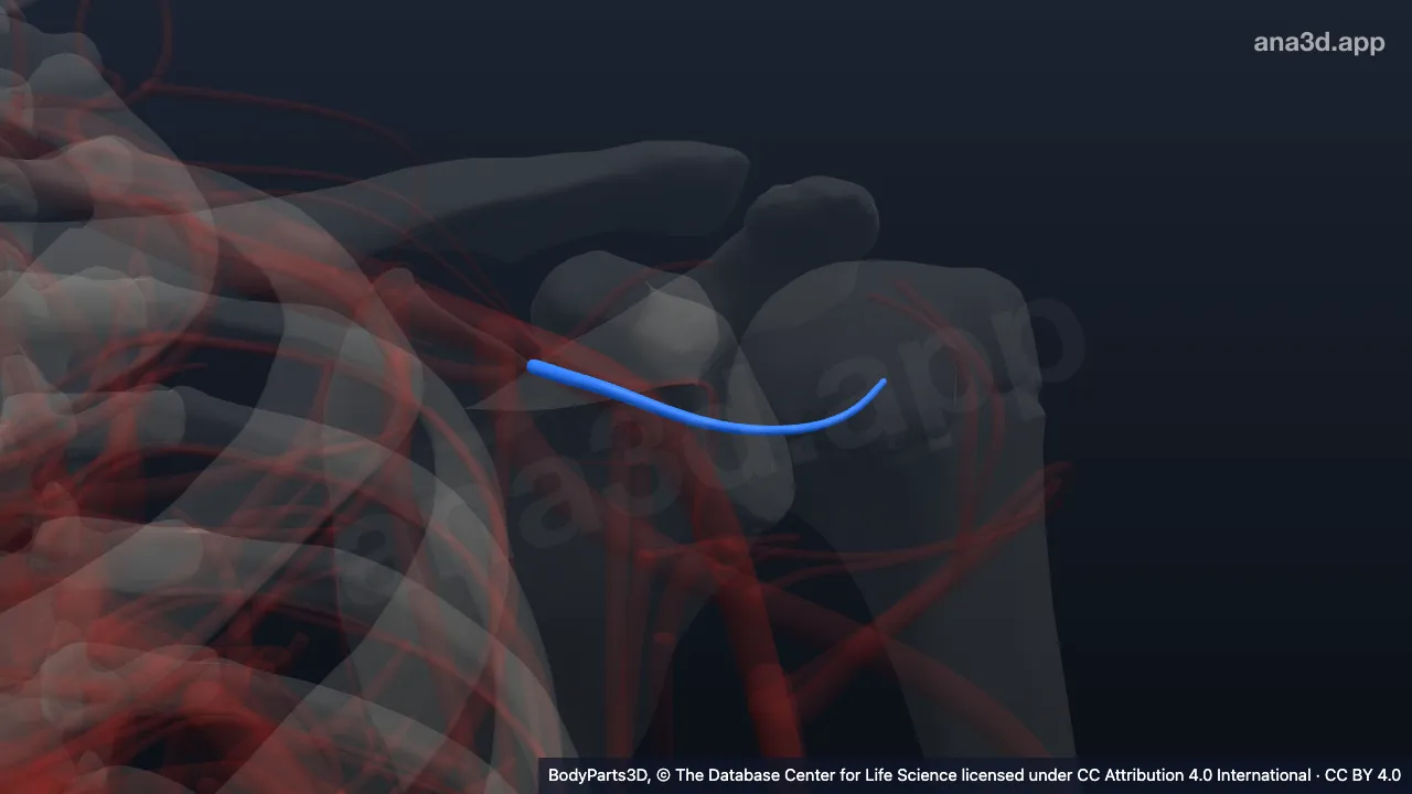 3D model: deltoid branch of left thoraco-acromial artery