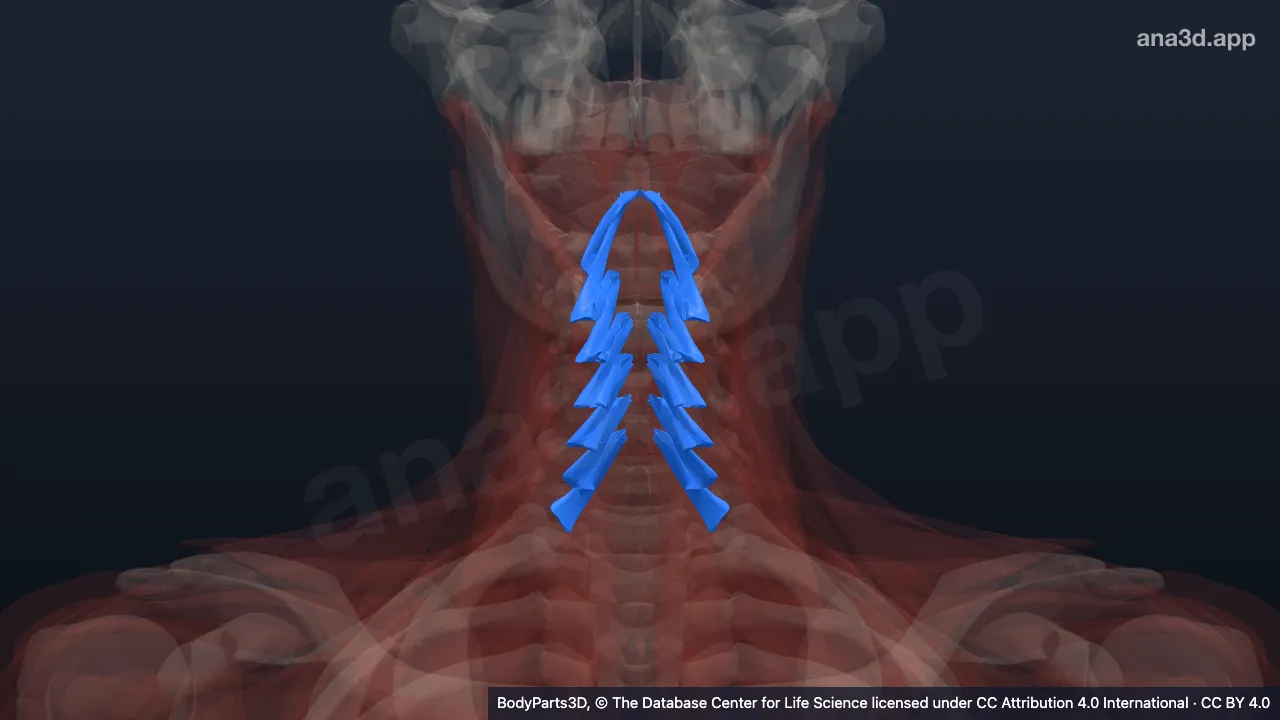 Modèle 3D : muscle rotateur du cou