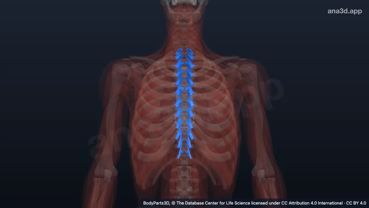 3D-Modell: Musculus rotator thoracis