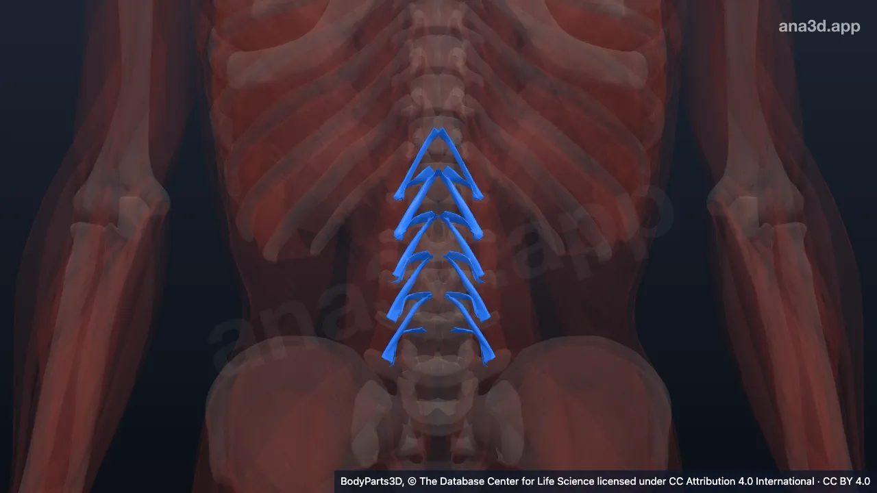 Modèle 3D : muscle rotateur des lombes