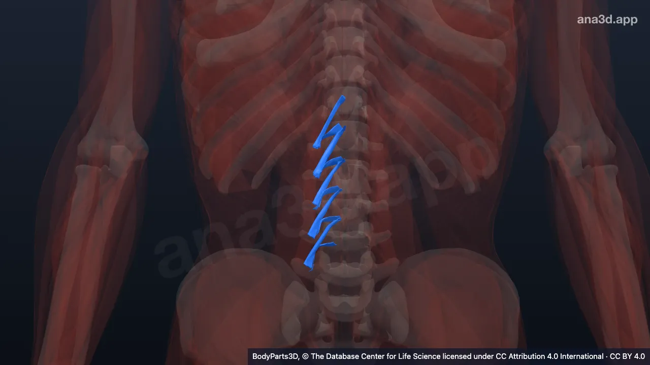 3D model: right lumbar rotator