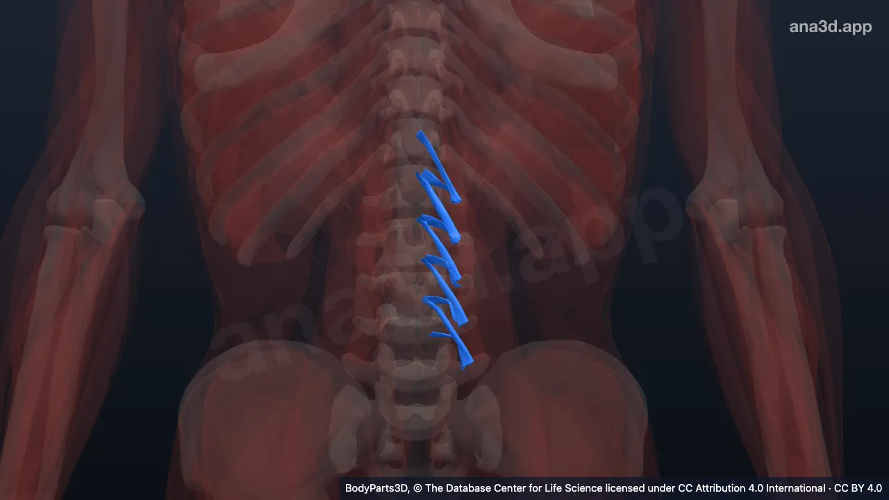 3D model: left lumbar rotator