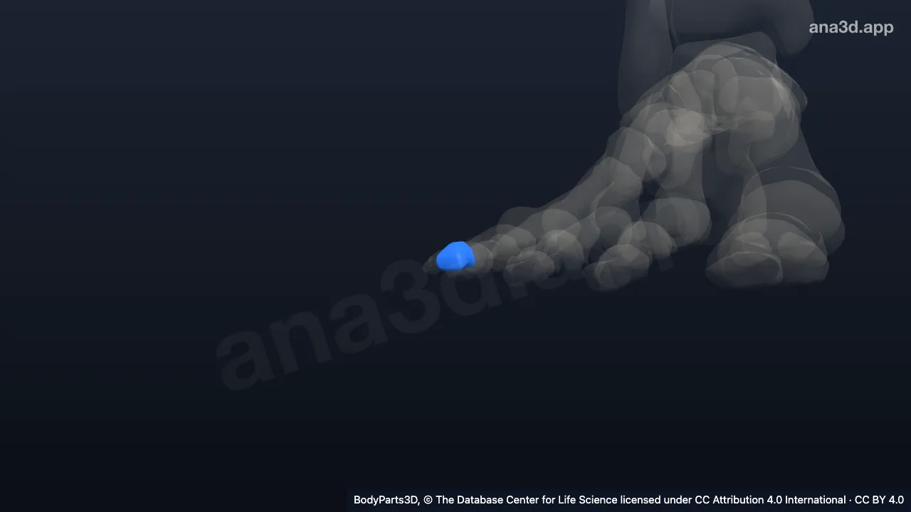 3D model: middle phalanx of right little toe