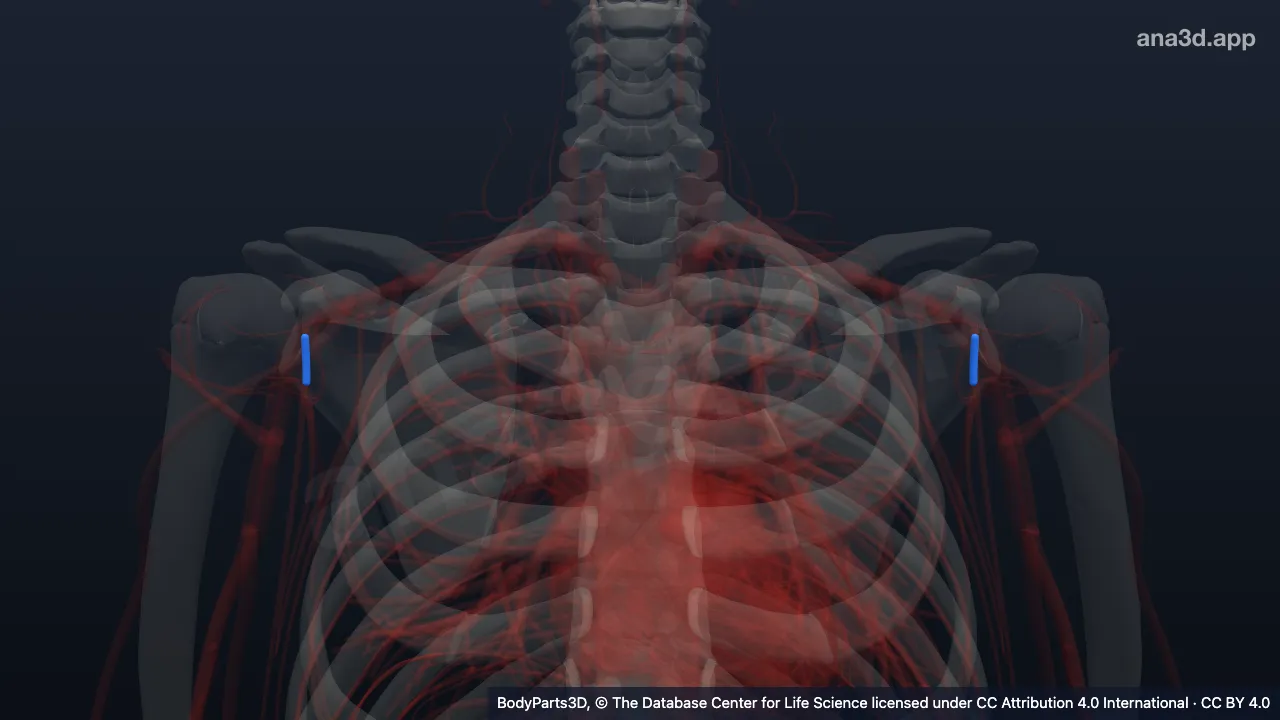 3D model: subscapular vein